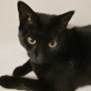 Meet your Posher, Marion